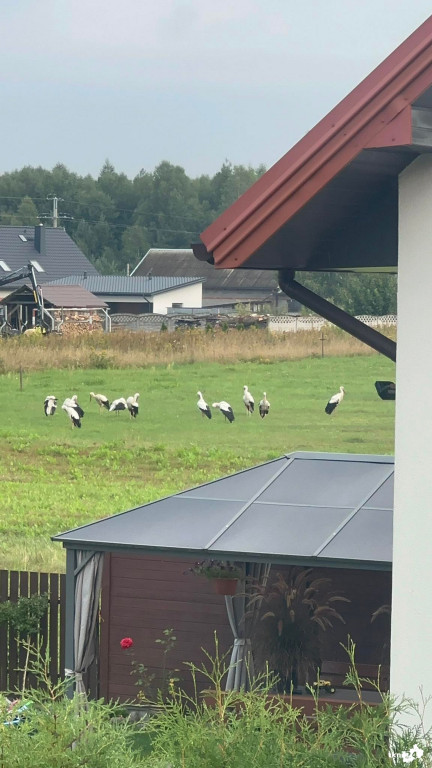 Bociani Sejmik zebrał się w Wincentowie [wideo, zdjęcia]