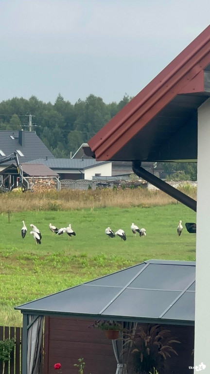 Bociani Sejmik zebrał się w Wincentowie [wideo, zdjęcia]