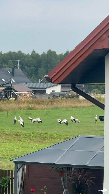Bociani Sejmik zebrał się w Wincentowie [wideo, zdjęcia]