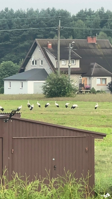 Bociani Sejmik zebrał się w Wincentowie [wideo, zdjęcia]