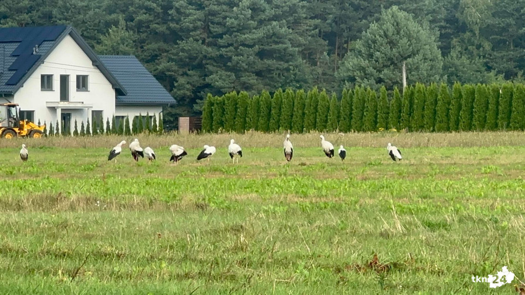 Bociani Sejmik zebrał się w Wincentowie [wideo, zdjęcia]