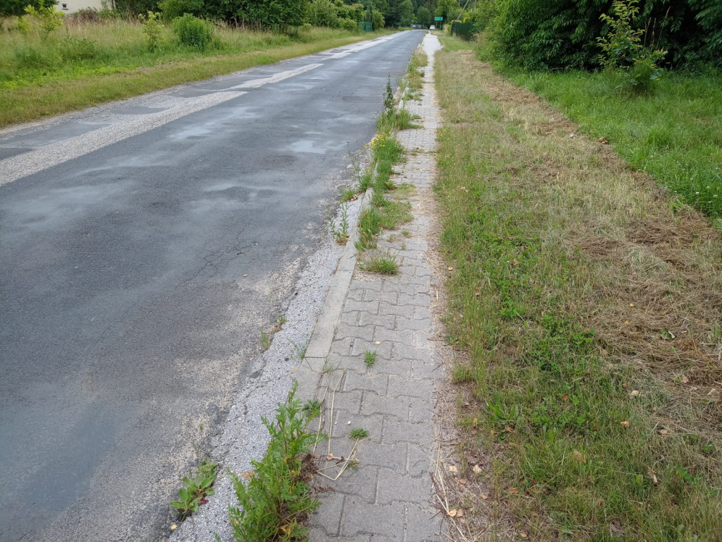 AKTUALIZACJA: Zarośnięty chodnik na Browarnej. Mieszkańcy proszą o wsparcie [zdjęcia]