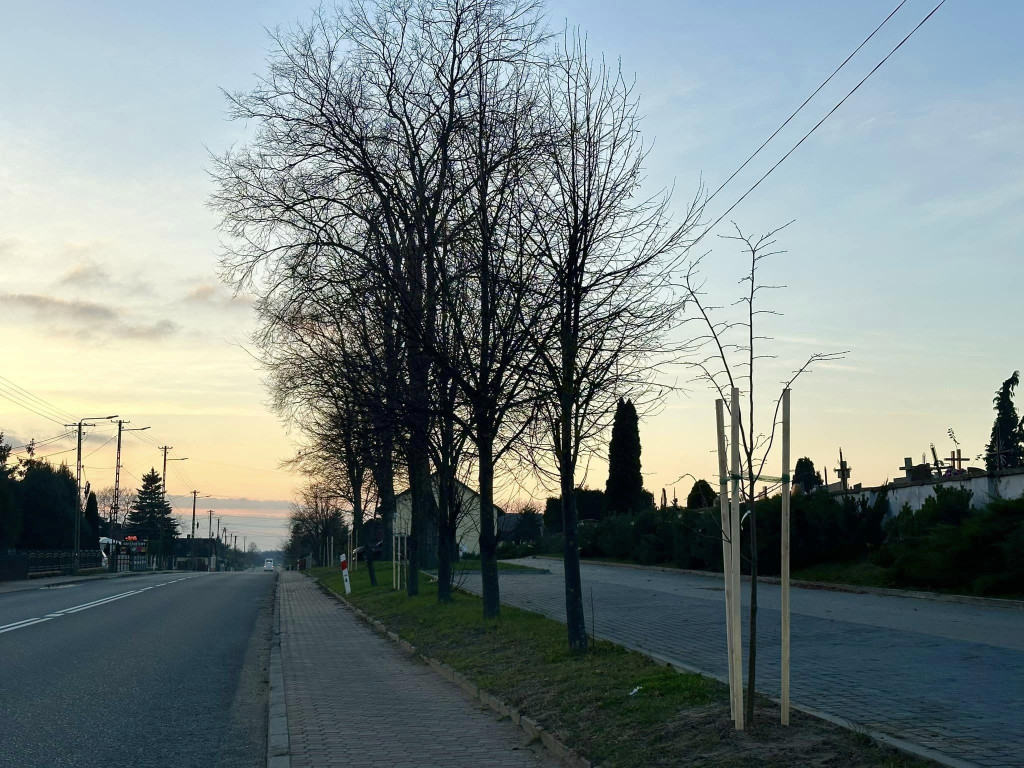 Nowe rośliny zdobią gminę Fałków [zdjęcia]