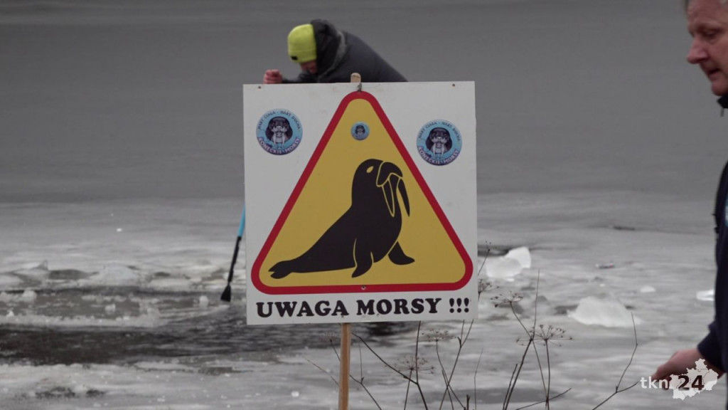 Zryw po zdrowie i morsowanie dla WOŚP w gminie Końskie [wideo, zdjęcia]