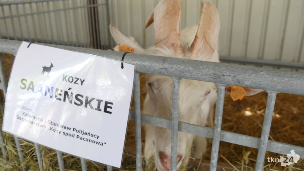 Tłumnie w ŚODR Modliszewice. Za nami dzień otwarty. Poznaliśmy czempiony [wideo, zdjęcia]