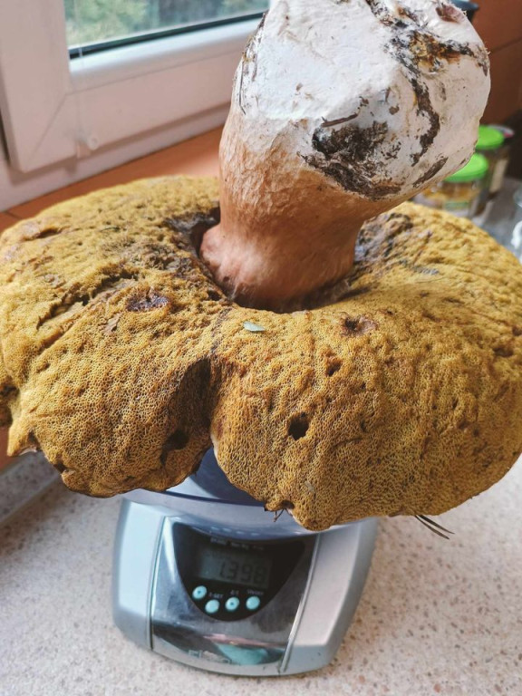 Super Grzyb z okolic Starej Kuźnicy. Ma prawie półtora kilograma! [zdjęcia]