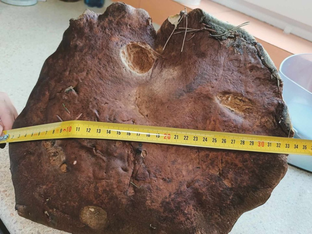 Super Grzyb z okolic Starej Kuźnicy. Ma prawie półtora kilograma! [zdjęcia]