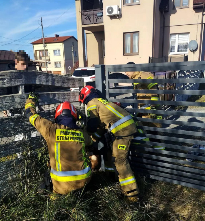 Strażacy z powiatu koneckiego uratowali Sarnę w Rogowie