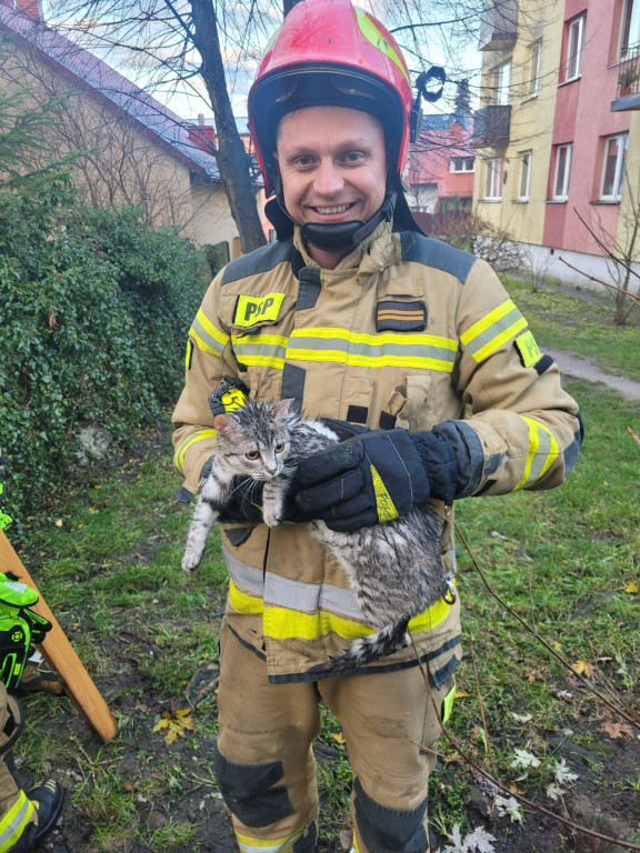 Końskie: Strażacy uratowali kota
