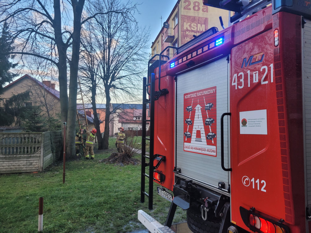 Końskie: Strażacy uratowali kota