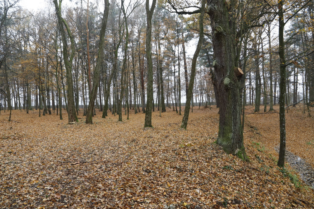Zabytkowy park przy DPS `Etola` już po renowacji [zdjęcia]