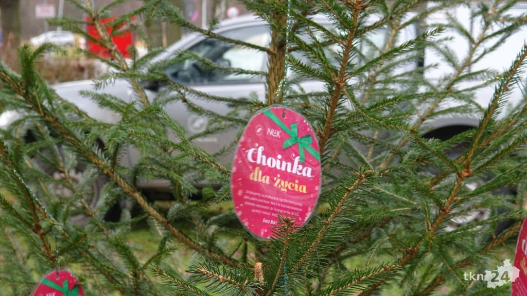 Krwiodawcy ponownie otrzymali choinki od leśników [wideo, zdjęcia]