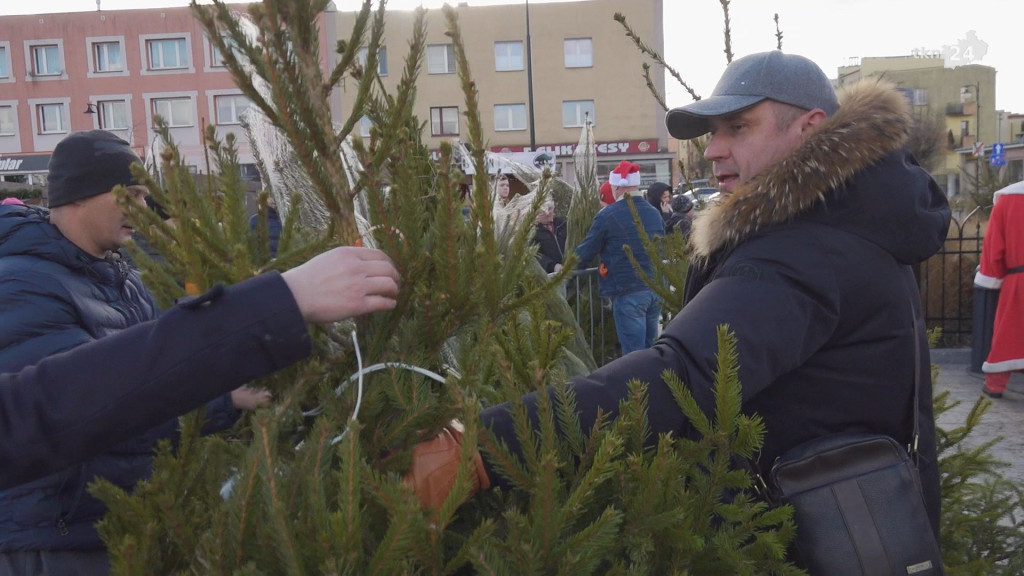 Choinki dla mieszkańców. Gmina i PGK rozdawały świąteczne drzewka [wideo, zdjęcia]