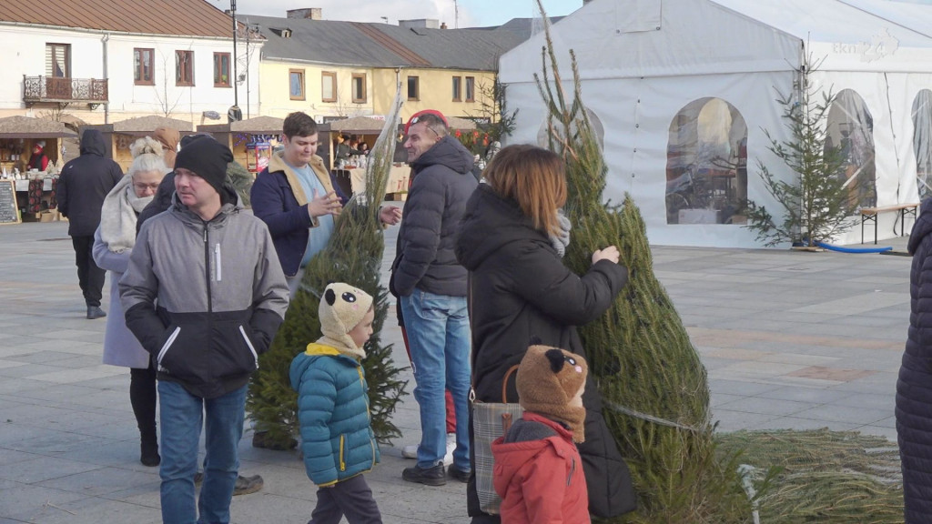 Choinki dla mieszkańców. Gmina i PGK rozdawały świąteczne drzewka [wideo, zdjęcia]