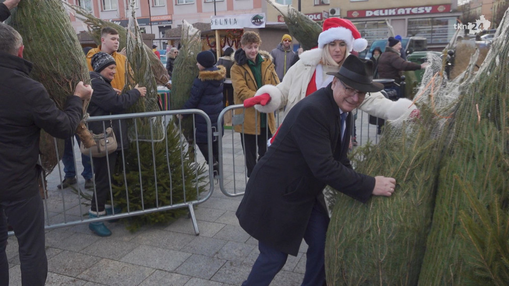 Choinki dla mieszkańców. Gmina i PGK rozdawały świąteczne drzewka [wideo, zdjęcia]