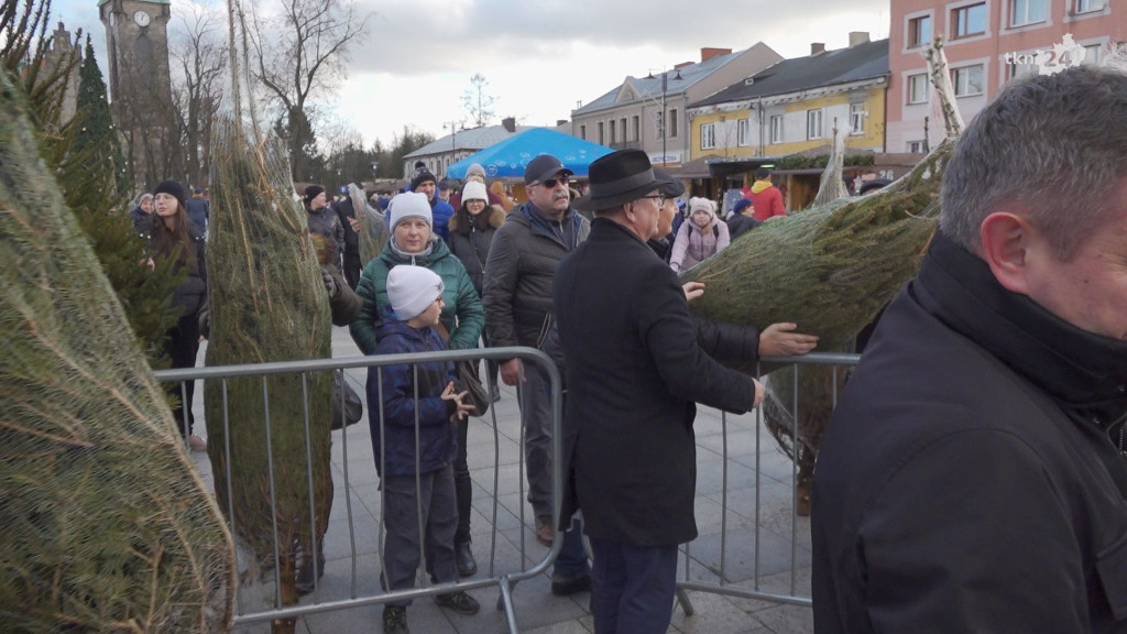 Choinki dla mieszkańców. Gmina i PGK rozdawały świąteczne drzewka [wideo, zdjęcia]