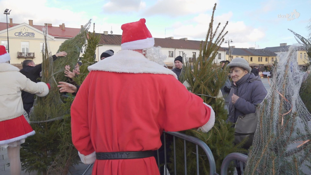 Choinki dla mieszkańców. Gmina i PGK rozdawały świąteczne drzewka [wideo, zdjęcia]