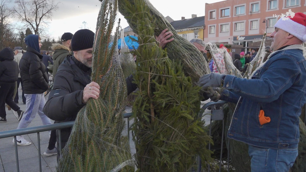 Choinki dla mieszkańców. Gmina i PGK rozdawały świąteczne drzewka [wideo, zdjęcia]