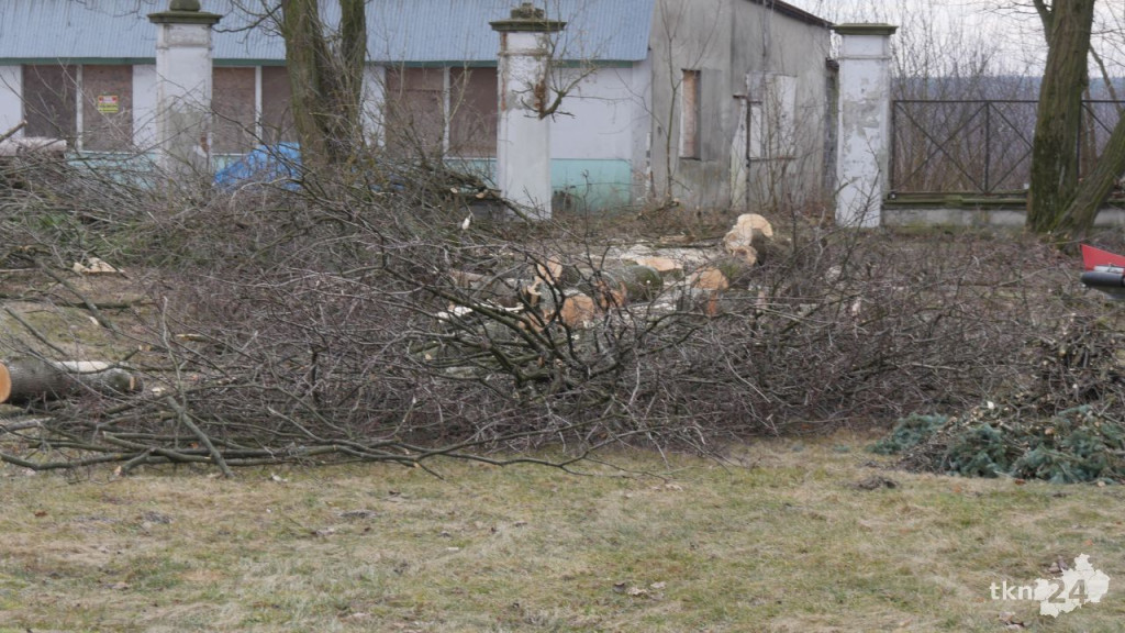 Rozpoczęły się prace przy Gloriettcie. Tuje już ścięte [wideo, zdjęcia]