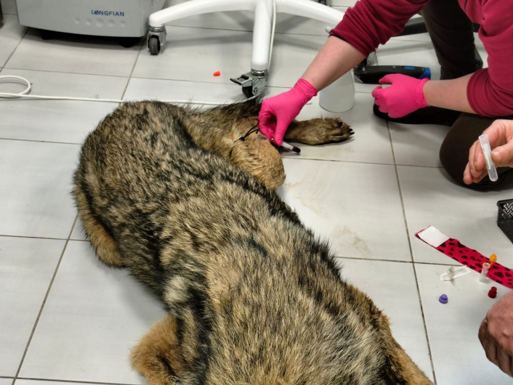 W koneckich lasach znaleziono chorego wilka. Zwierzę wróciło na wolność po leczeniu [wideo, zdjęcia]