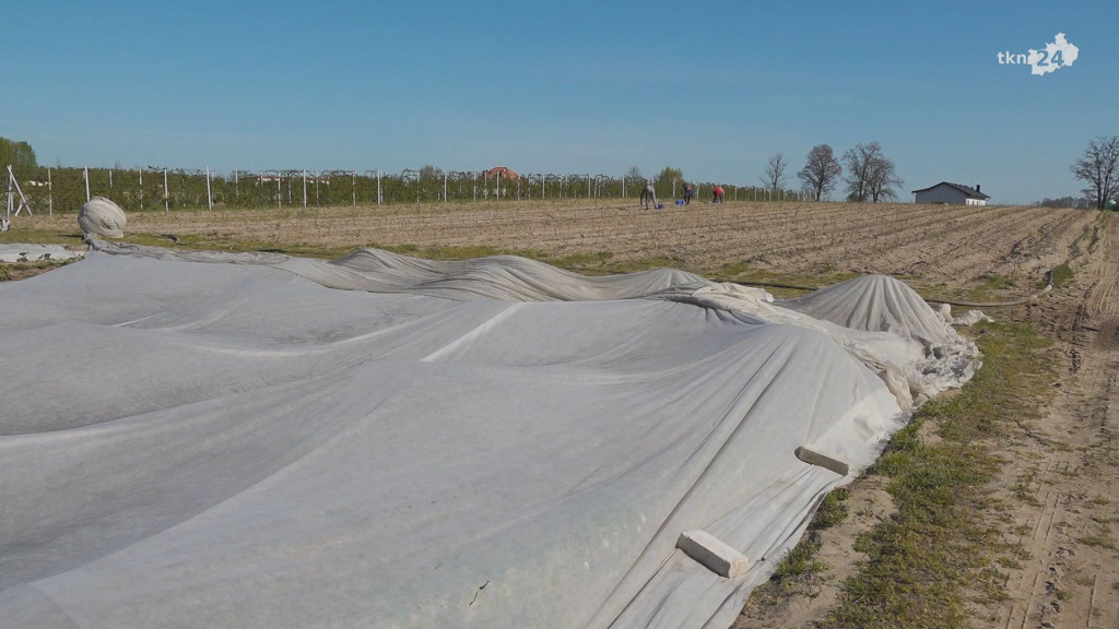 Po szparagi do Grabkowa! Ruszył sezon, można zamawiać! [wideo, zdjęcia]