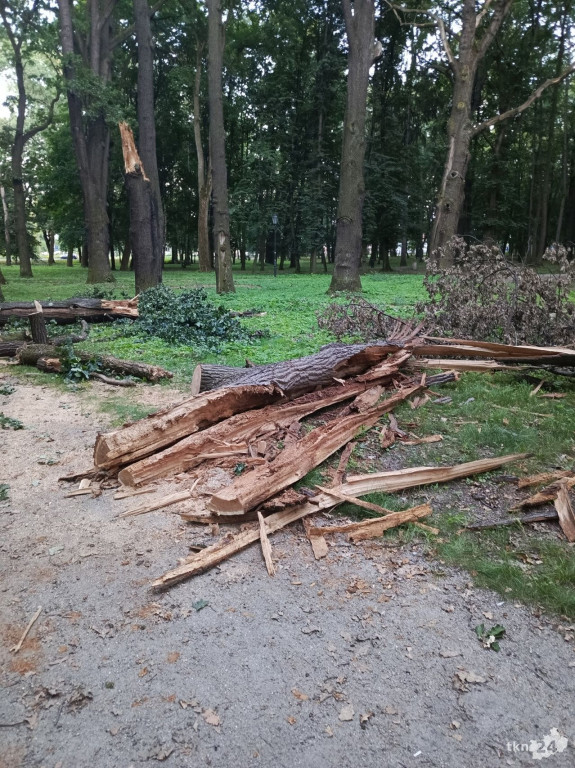 Drzewa w koneckim parku stanowią niebezpieczeństwo? Czytelnik interweniuje