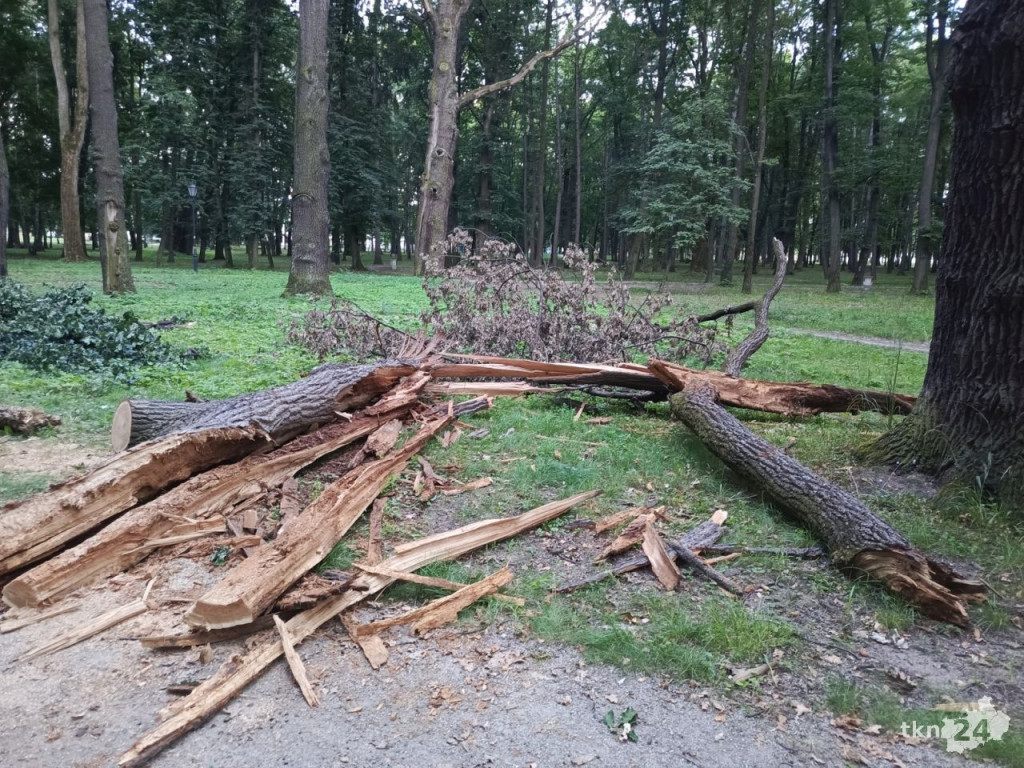 Drzewa w koneckim parku stanowią niebezpieczeństwo? Czytelnik interweniuje
