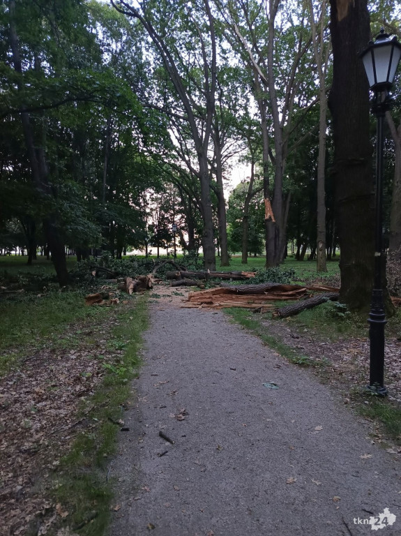 Drzewa w koneckim parku stanowią niebezpieczeństwo? Czytelnik interweniuje