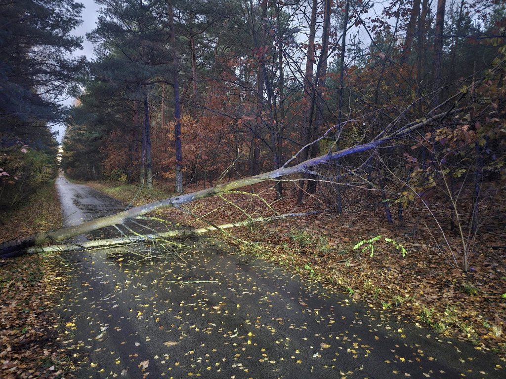 Silna wichura przechodzi przez Konecczyznę. Drzewa łamią się jak zapałki [zdjęcia]