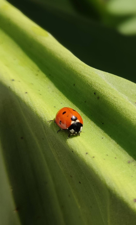Najlepsi młodzi fotografowie wyróżnieni w Dziebałtowie [zdjęcia]