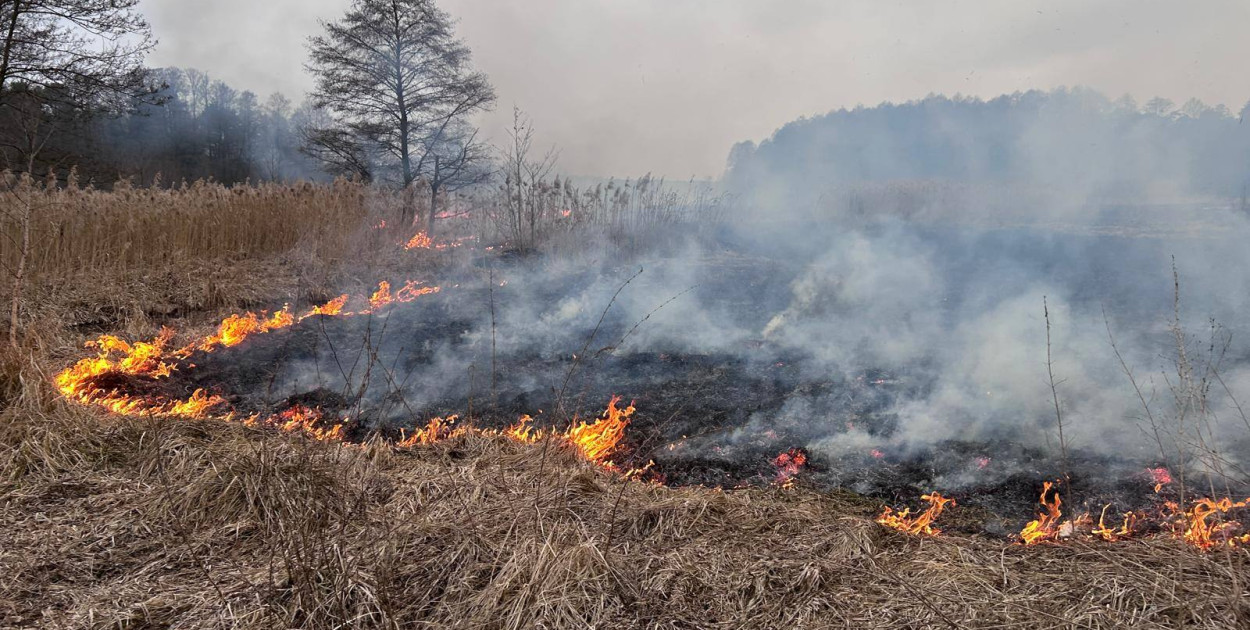 Plaga pożarów traw w powiecie koneckim