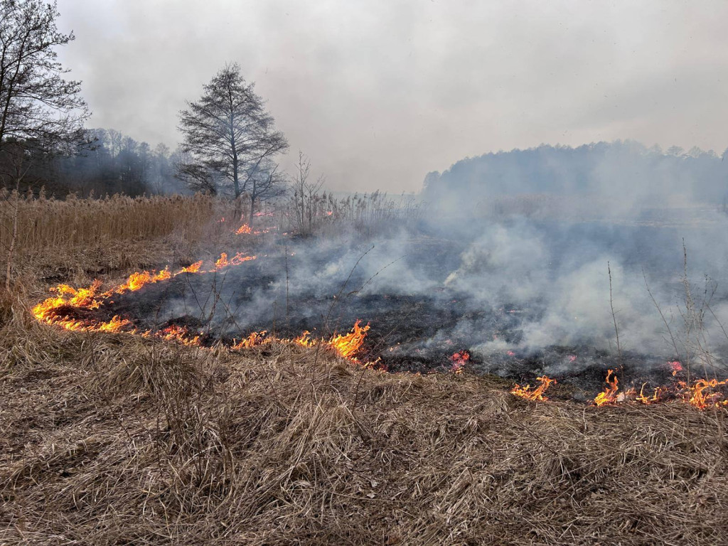 Plaga pożarów traw w powiecie koneckim