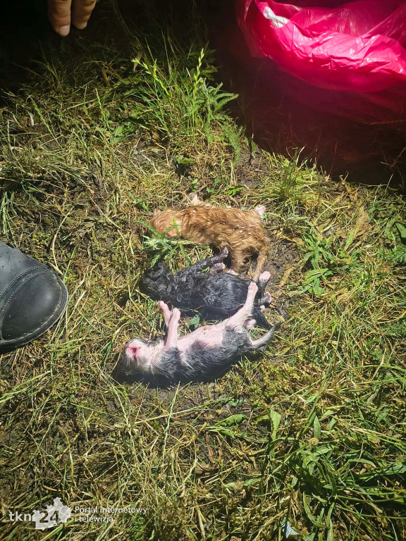 Koszmar kociąt. Żywcem wyrzucili je do śmieci przy Wojska Polskiego w Końskich. Poszukiwani świadkowie