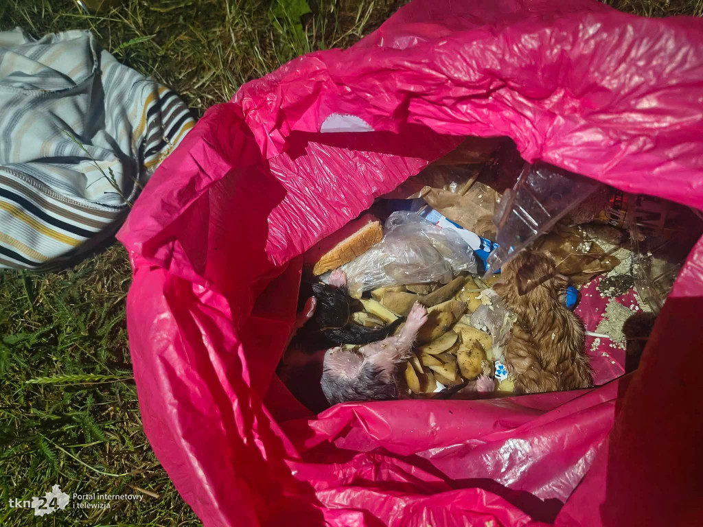 Koszmar kociąt. Żywcem wyrzucili je do śmieci przy Wojska Polskiego w Końskich. Poszukiwani świadkowie