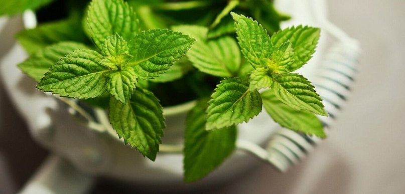 Mięta w ogrodzie i doniczce – odmiany, które pachną zupełnie inaczej