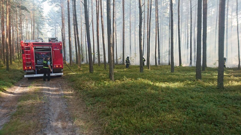 Pożar poszycia leśnego w okolicach Zychów