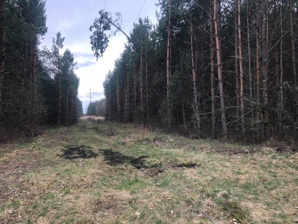 Stąporków: ludzkie szczątki znaleziono w lesie