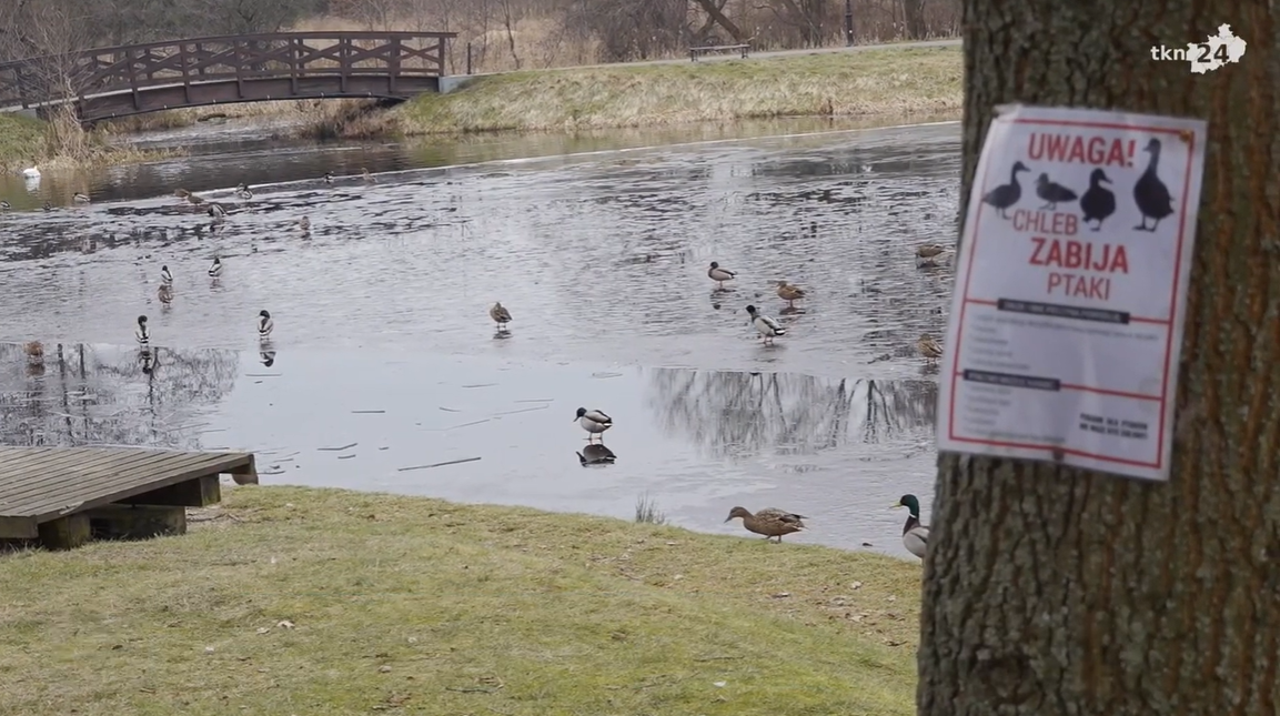 Na Browarach padł łabędź. To przez dokarmianie chlebem? [wideo]