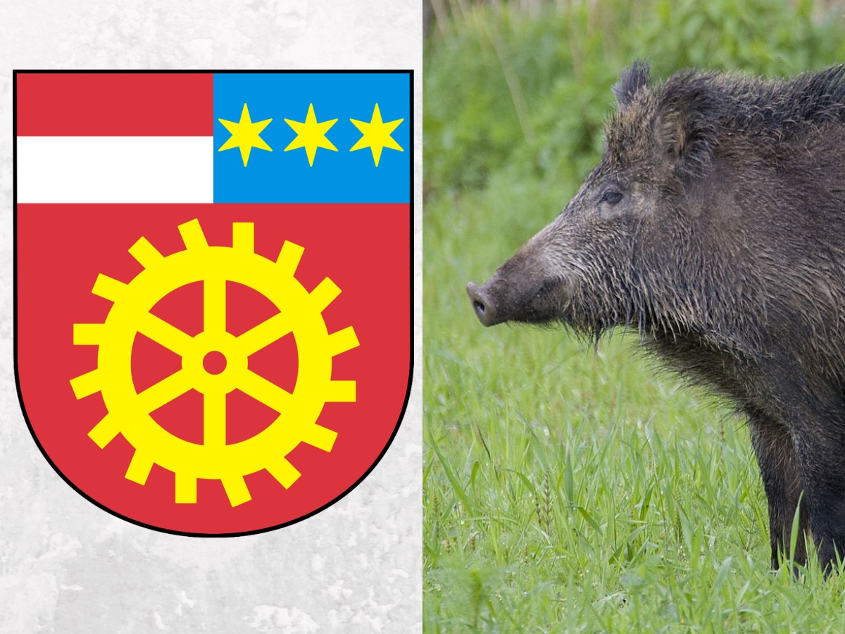 Dzik z ASF odstrzelony w gminie Gowarczów. Są ograniczenia dla regionu