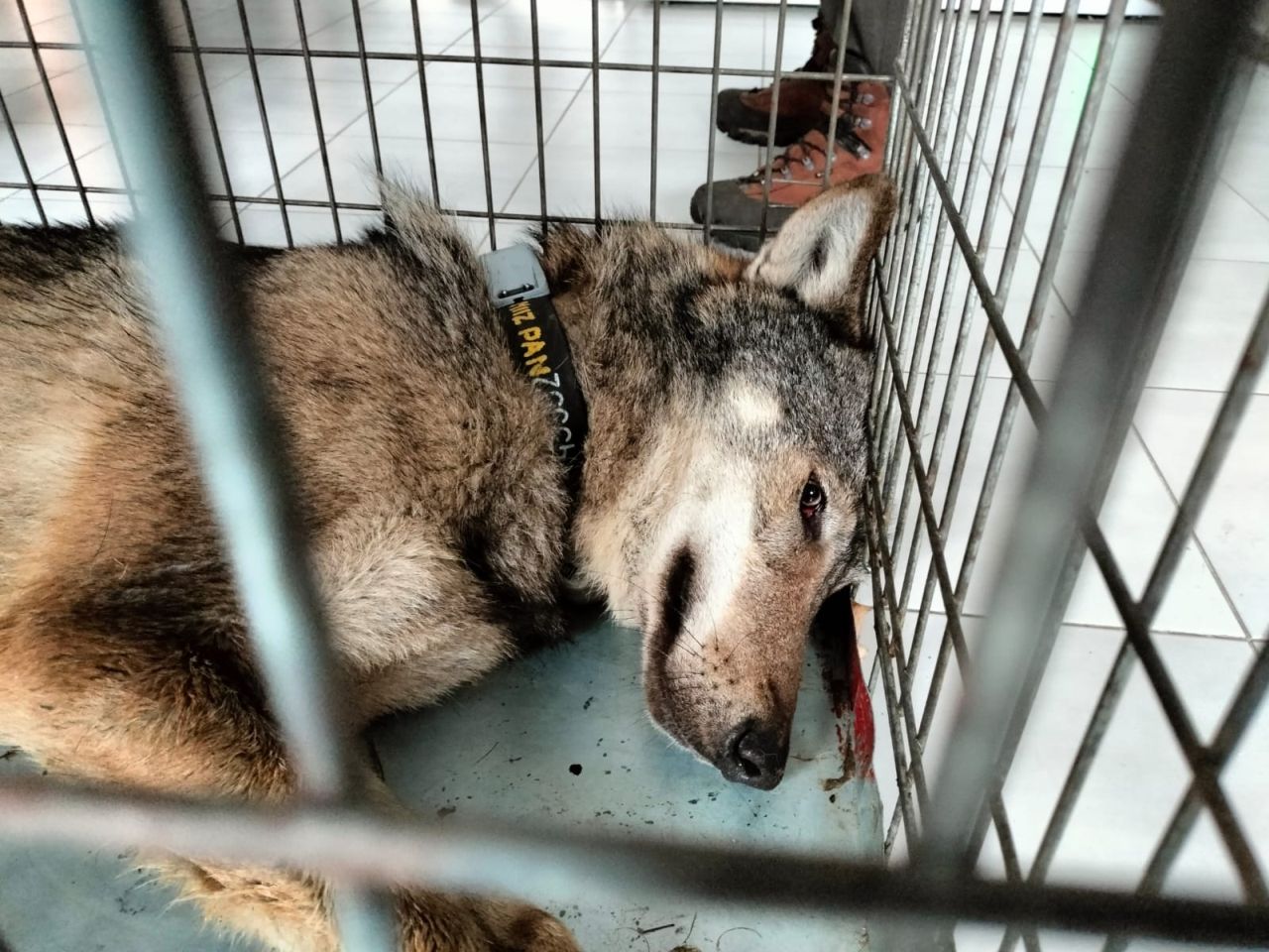 W koneckich lasach znaleziono chorego wilka. Zwierzę wróciło na wolność po leczeniu [wideo, zdjęcia]