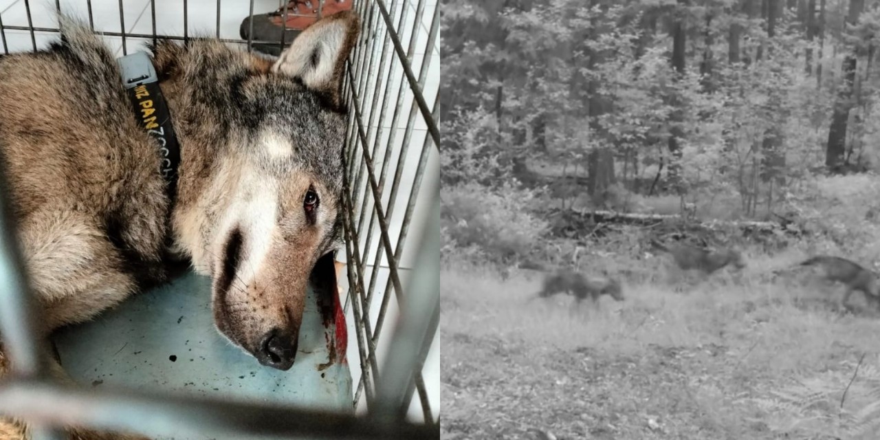 Uratowany wilk z koneckich lasów ma potomstwo. Olek wrócił do formy i założył rodzinę