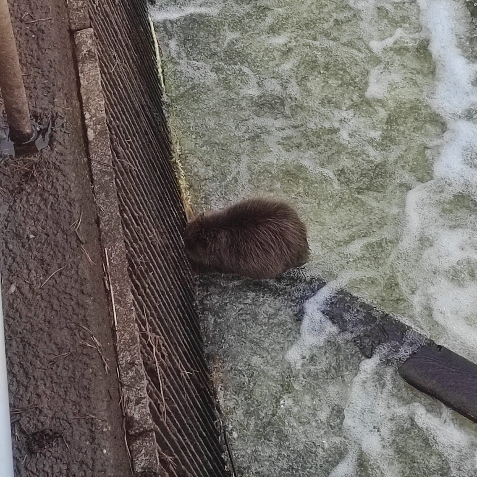 Bóbr w opresji. Nietypowa akcja w Rudzie Malenieckiej