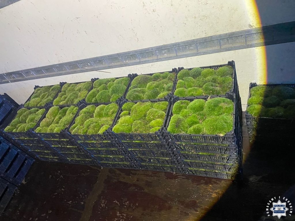 Zatrzymanie złodzieja mchu leśnego. Przewoził 53 skrzynie [zdjęcia]