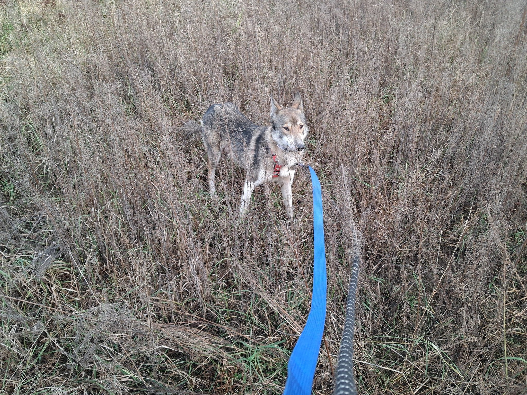 Niezwykła akcja w Rytlowie. Suczka wskazała drogę do swoich maluchów [zdjęcia]