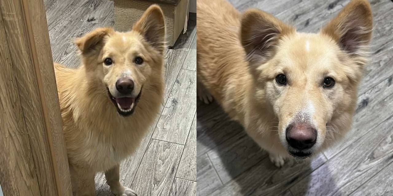 Właściciel psa poszukiwany!