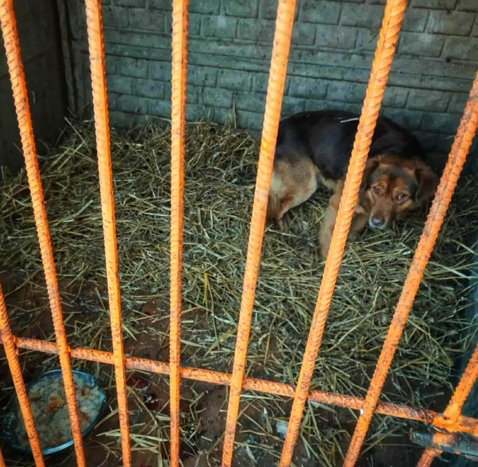 Internauci rugają schronisko Baros. Nasze gminy mają z nim umowę